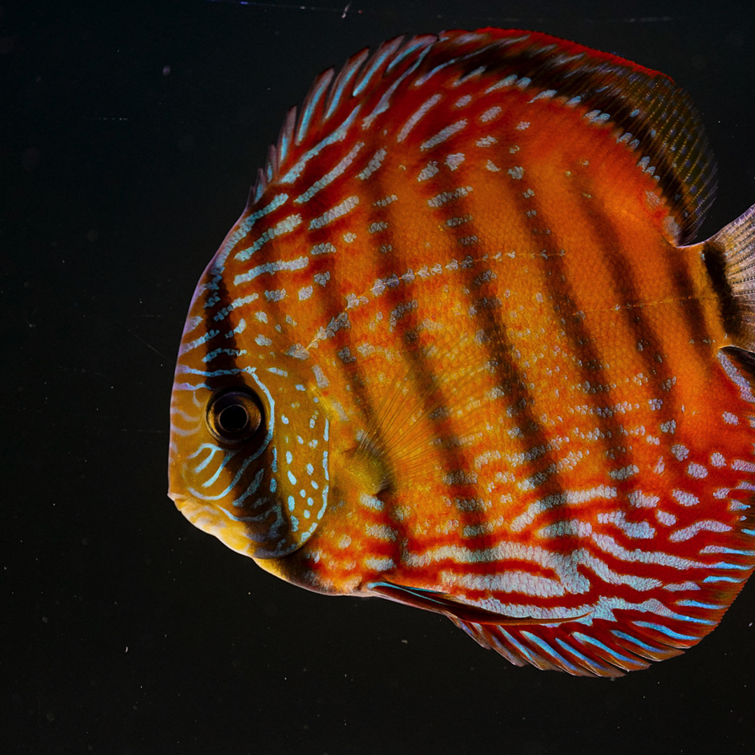 Barra Mansa Semi Royal 6