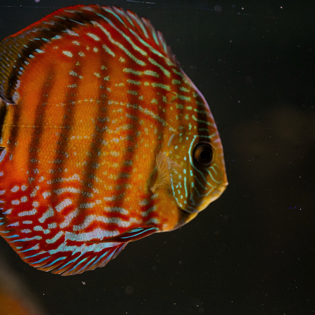 Barra Mansa Semi Royal 7