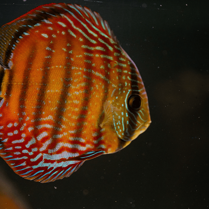 Barra Mansa Semi Royal 7