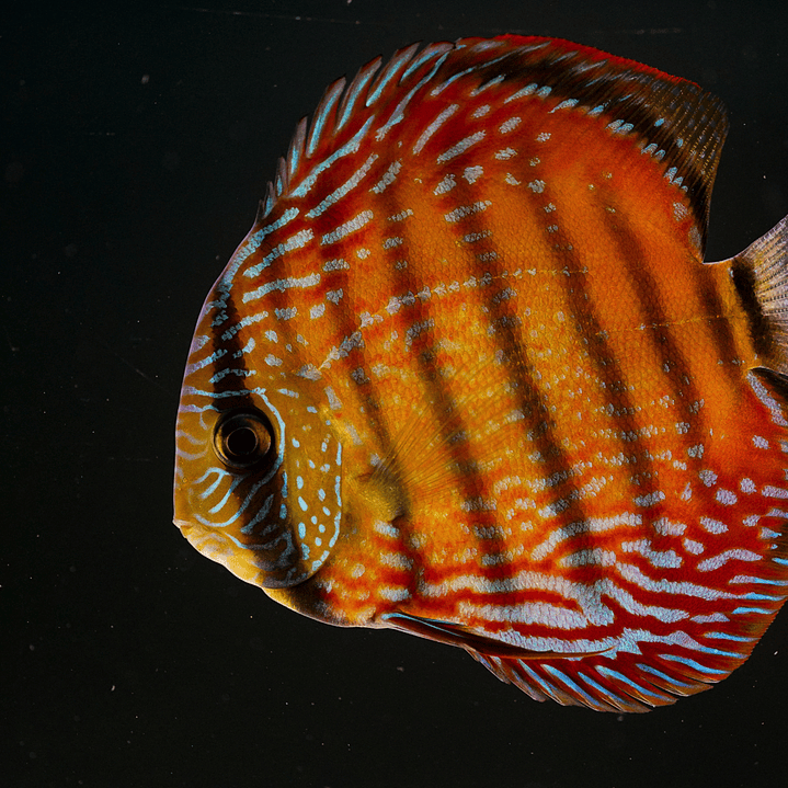 Barra Mansa Semi Royal 8