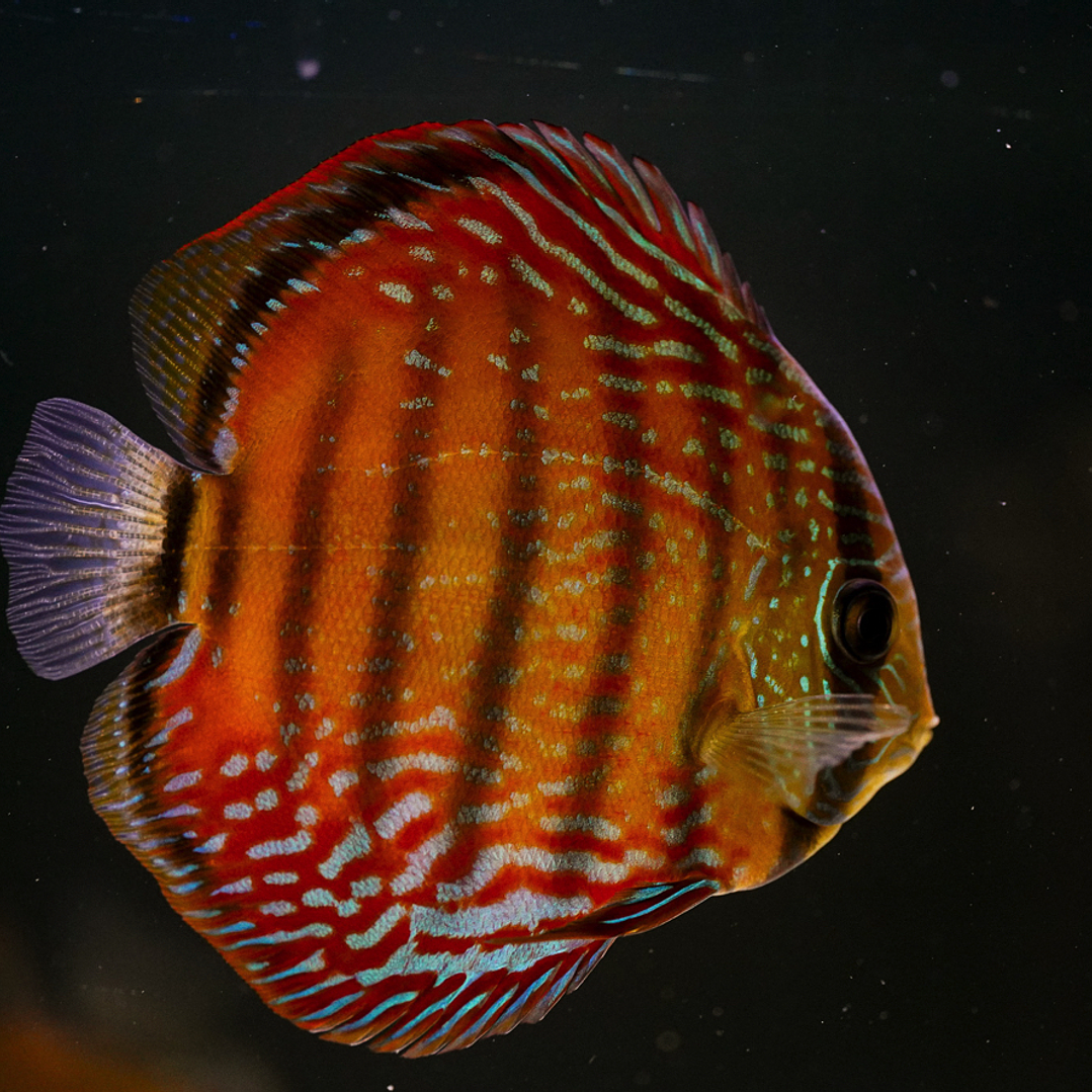 Barra Mansa Semi Royal 9