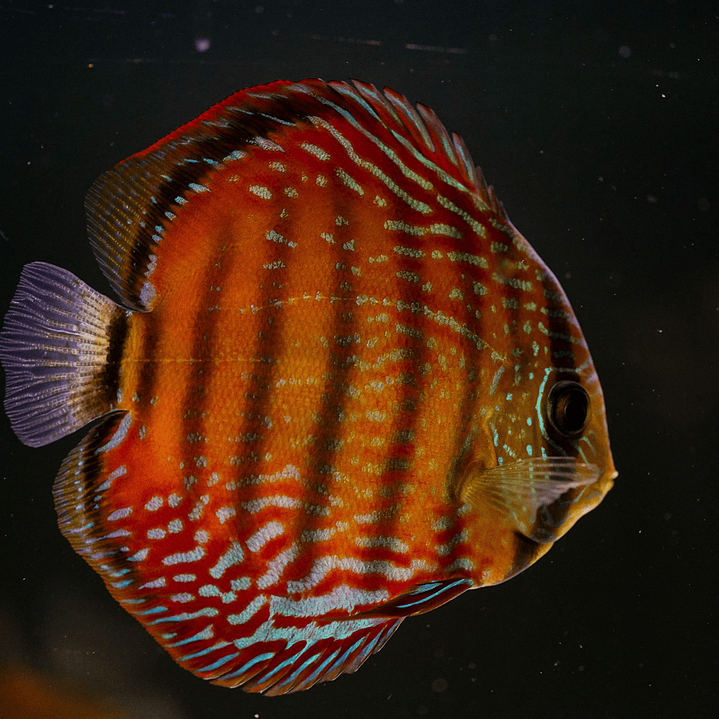 Barra Mansa Semi Royal 9