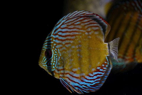 Barra Mansa Semi Royal