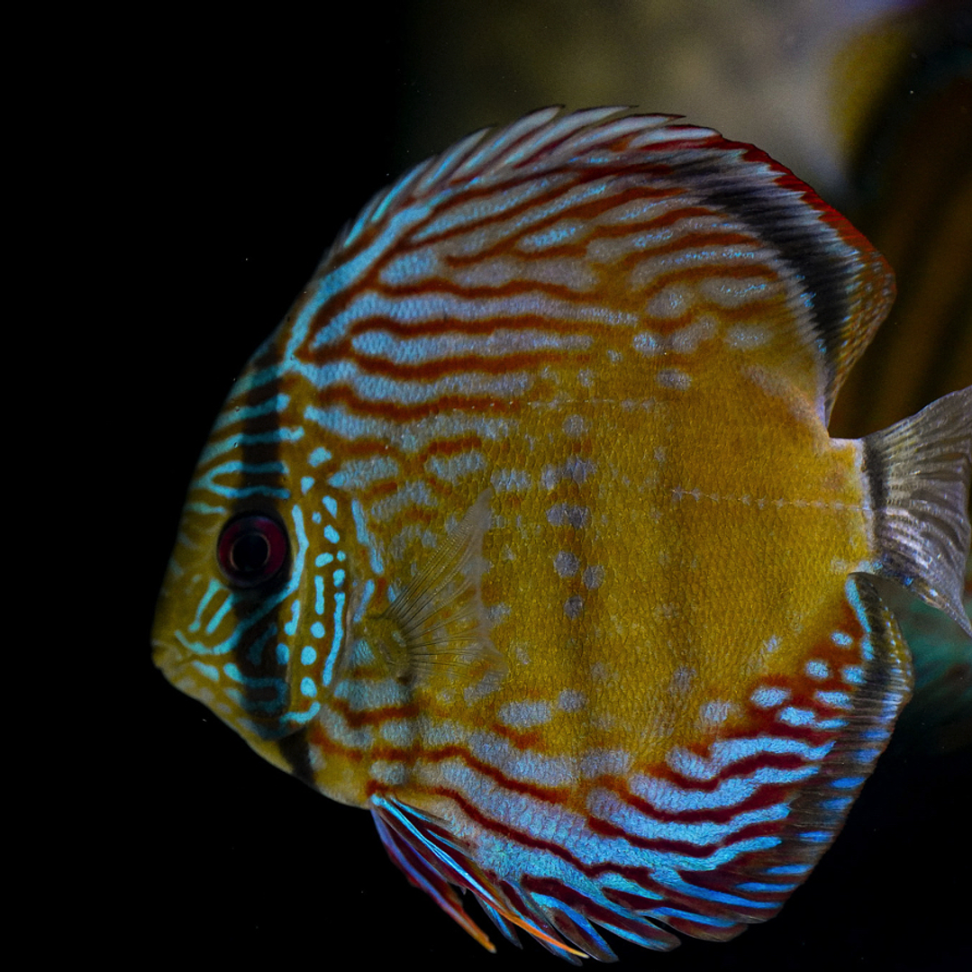 Barra Mansa Semi Royal 1