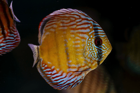 Barra Mansa Semi Royal