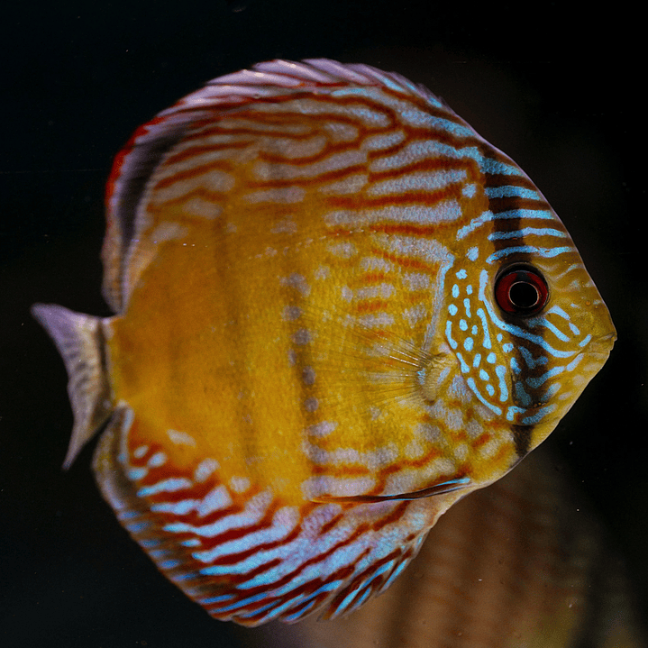 Barra Mansa Semi Royal 2