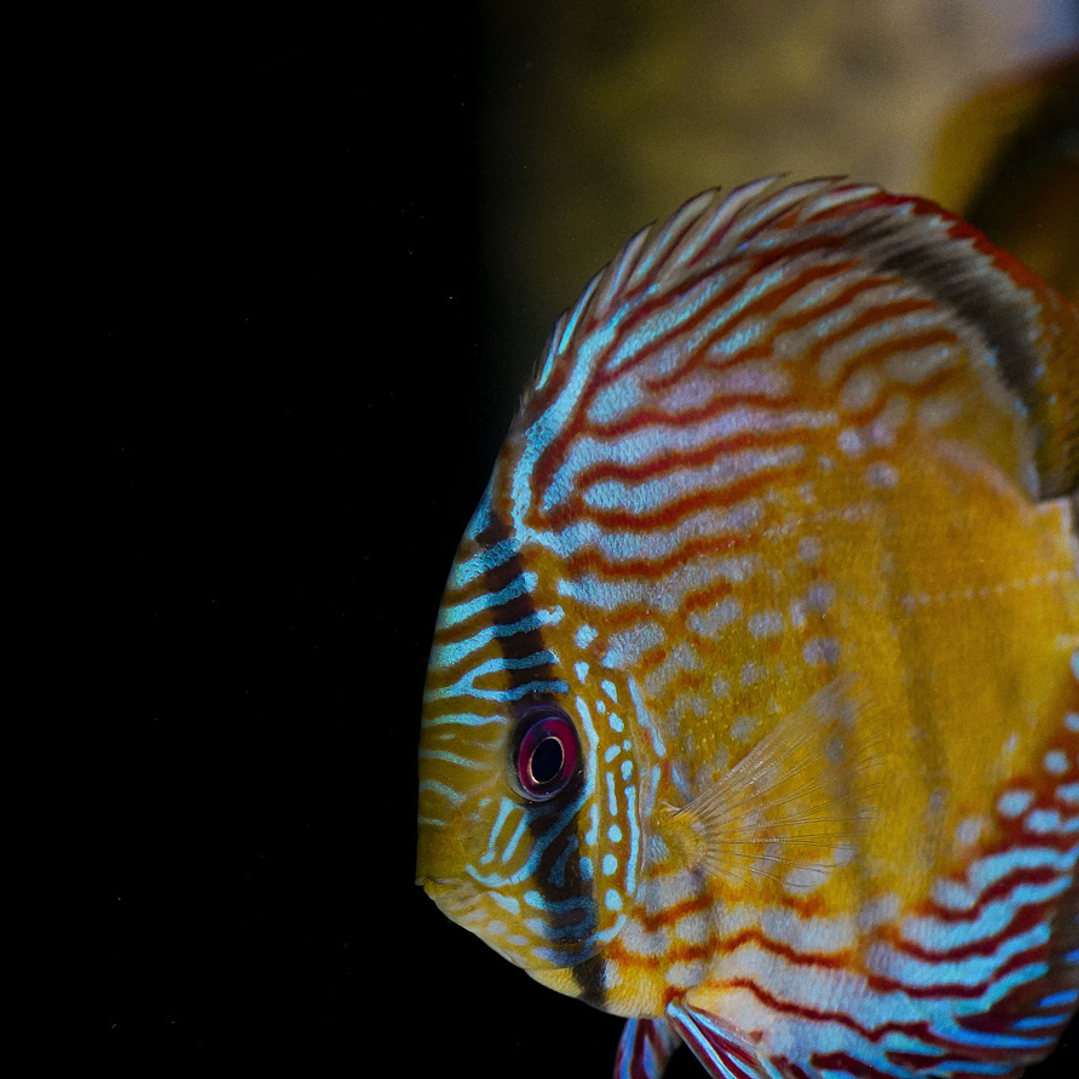 Barra Mansa Semi Royal 3