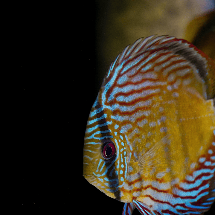 Barra Mansa Semi Royal 3