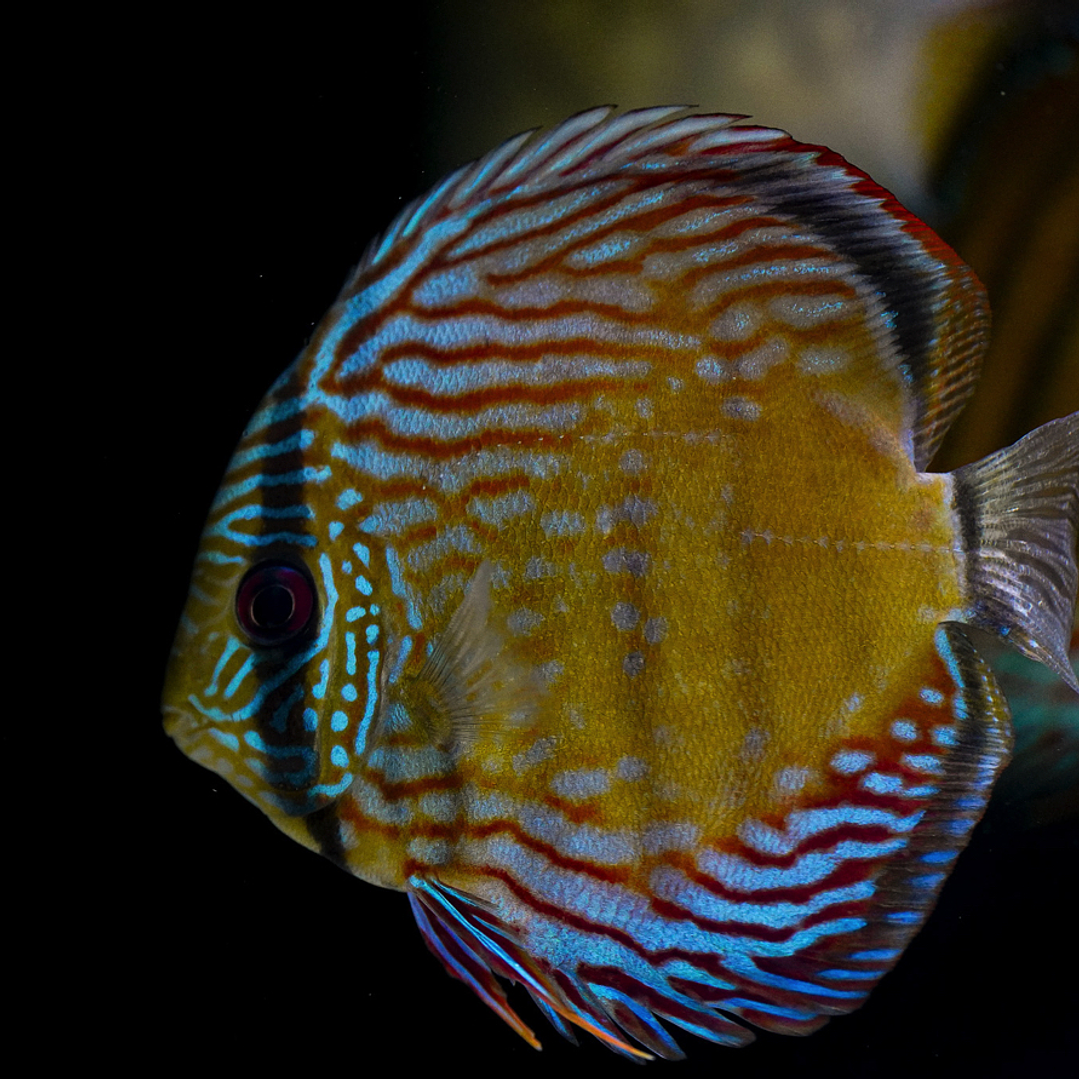 Barra Mansa Semi Royal 5