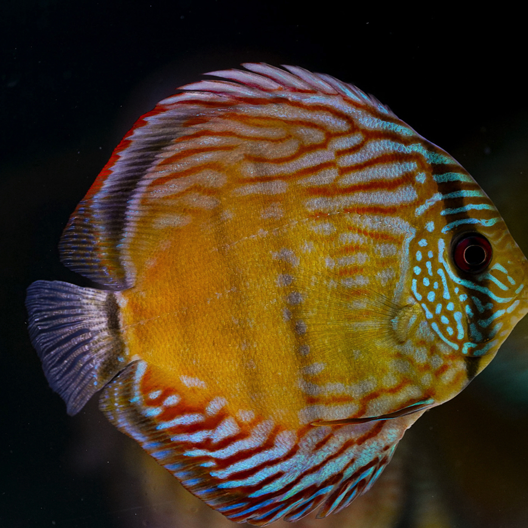 Barra Mansa Semi Royal 6