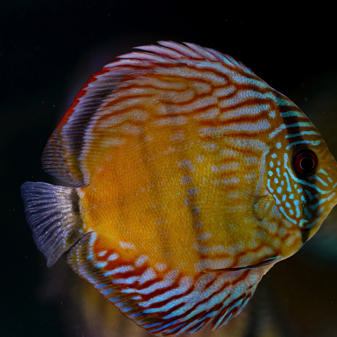 Barra Mansa Semi Royal 8