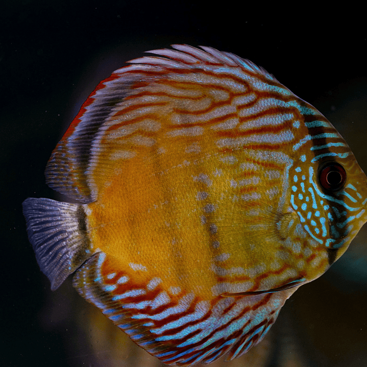 Barra Mansa Semi Royal 8