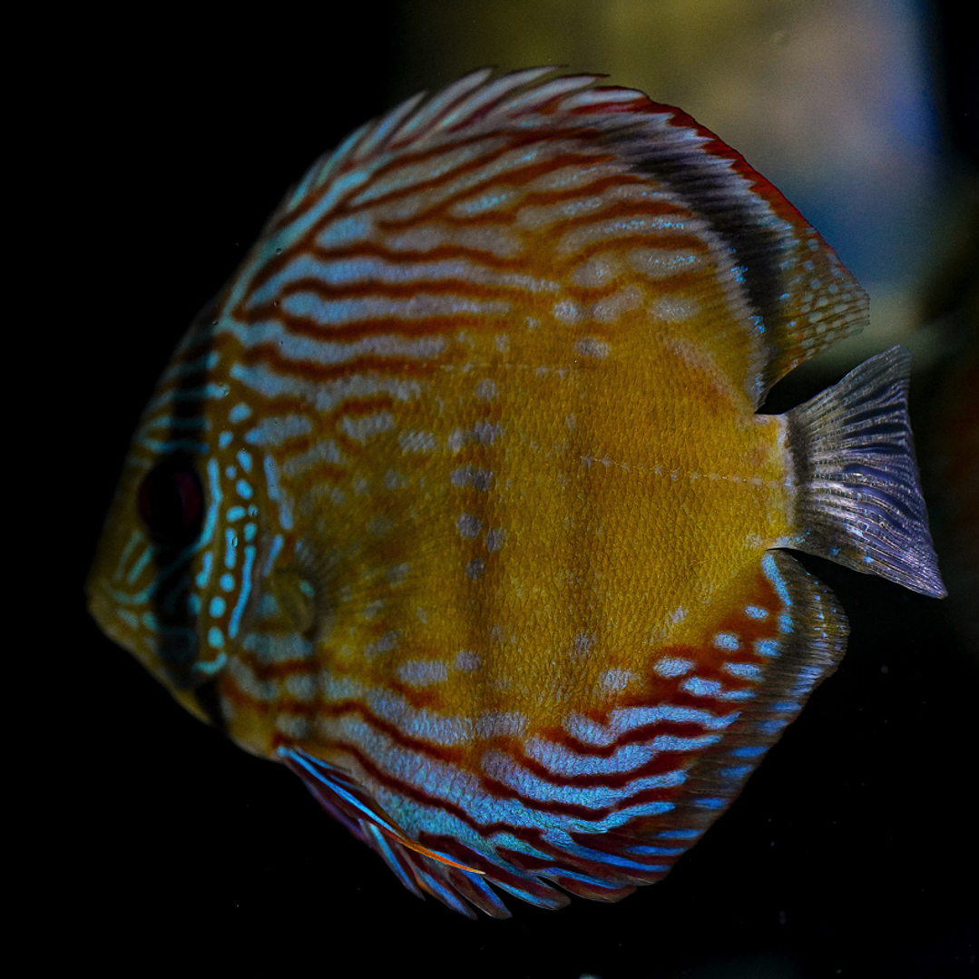 Barra Mansa Semi Royal 9