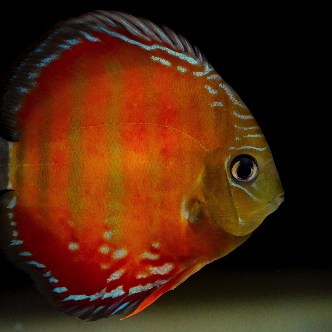 Barra MansaRed Solid 4