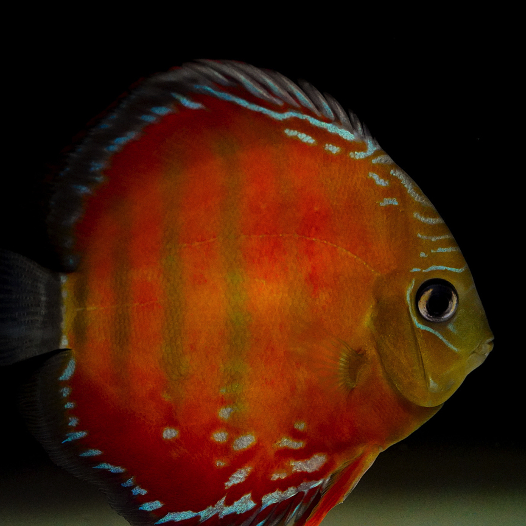 Barra MansaRed Solid 6