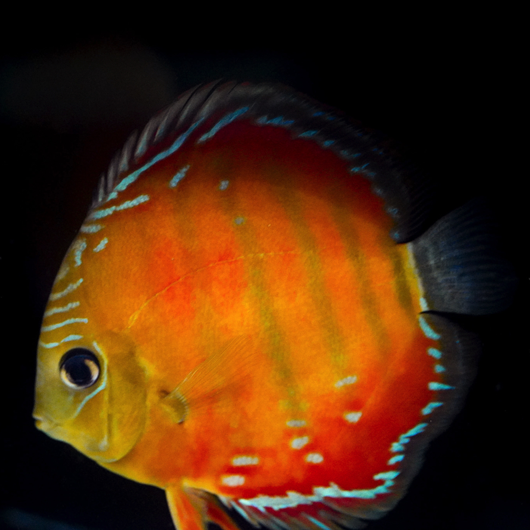 Barra MansaRed Solid 5