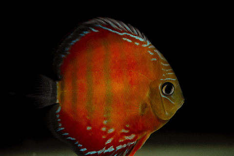 Barra MansaRed Solid