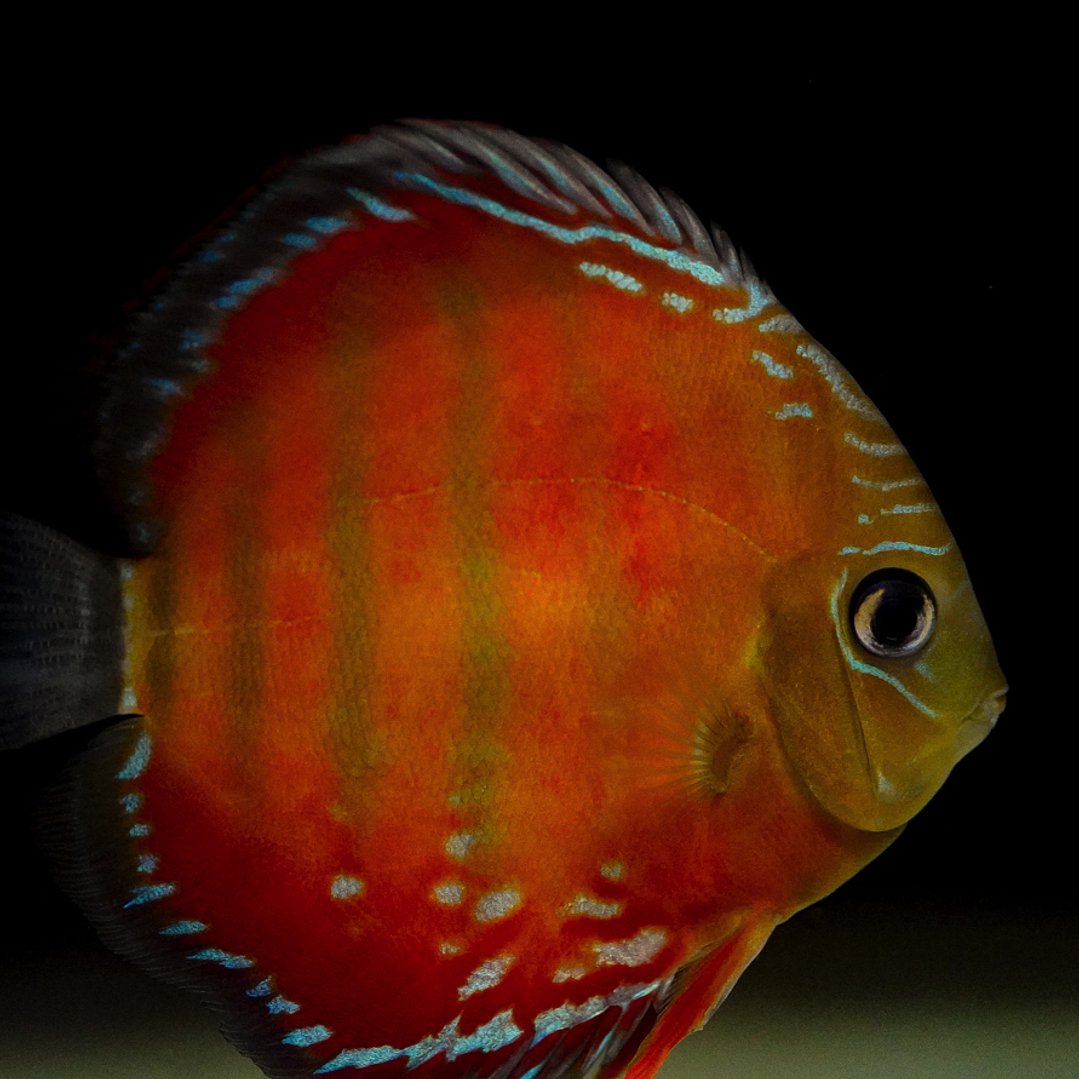 Barra MansaRed Solid 1