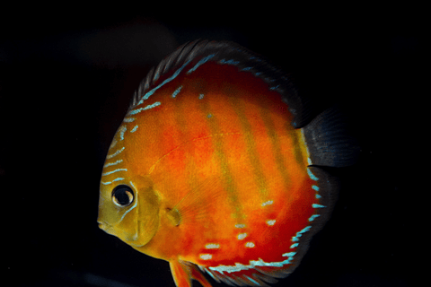 Barra MansaRed Solid