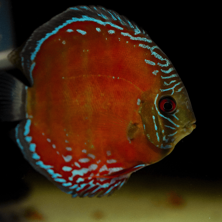 Red Solid Óbidos 10