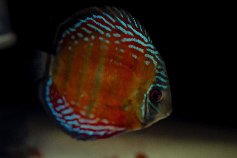 Barra Mansa Semi Royal