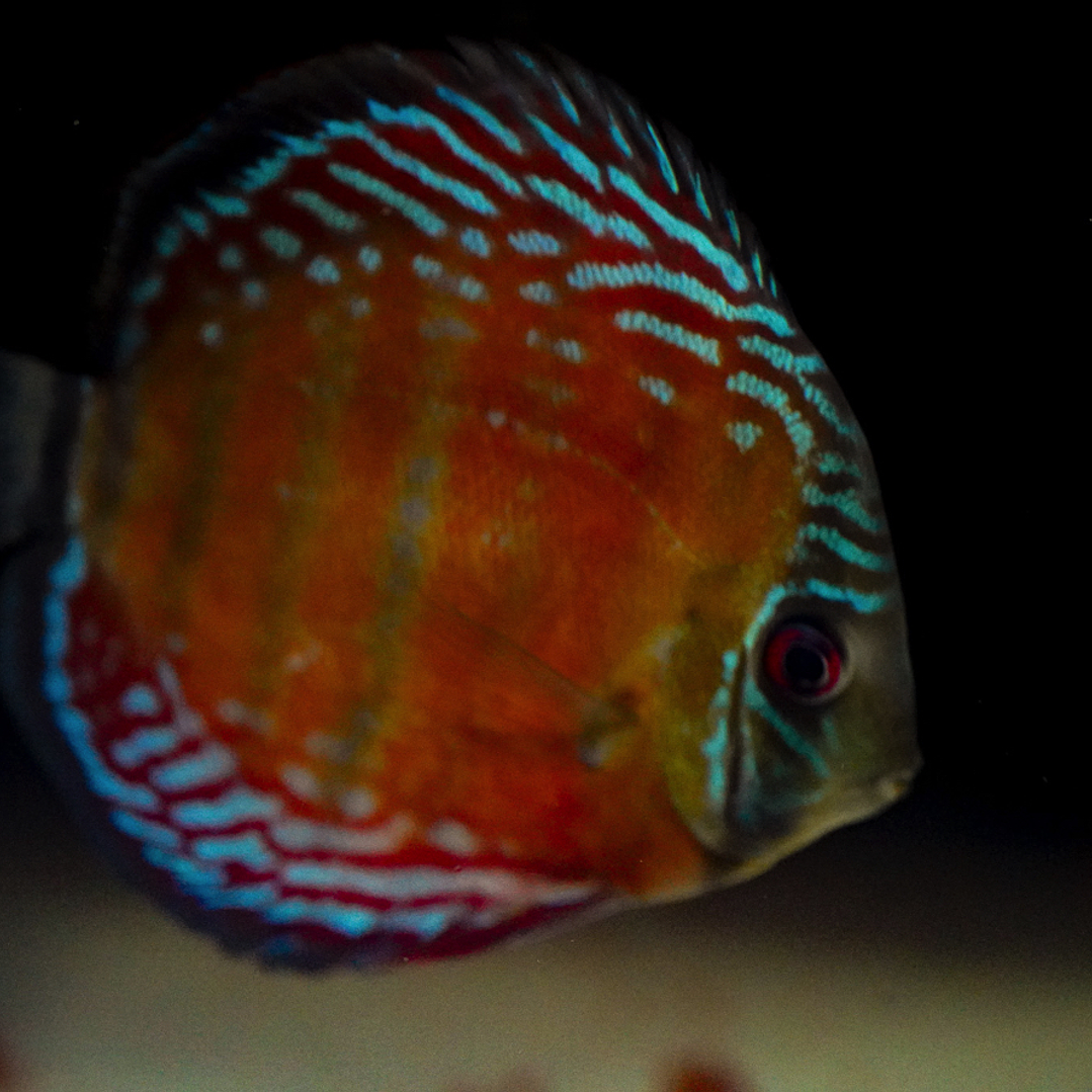 Barra Mansa Semi Royal 1