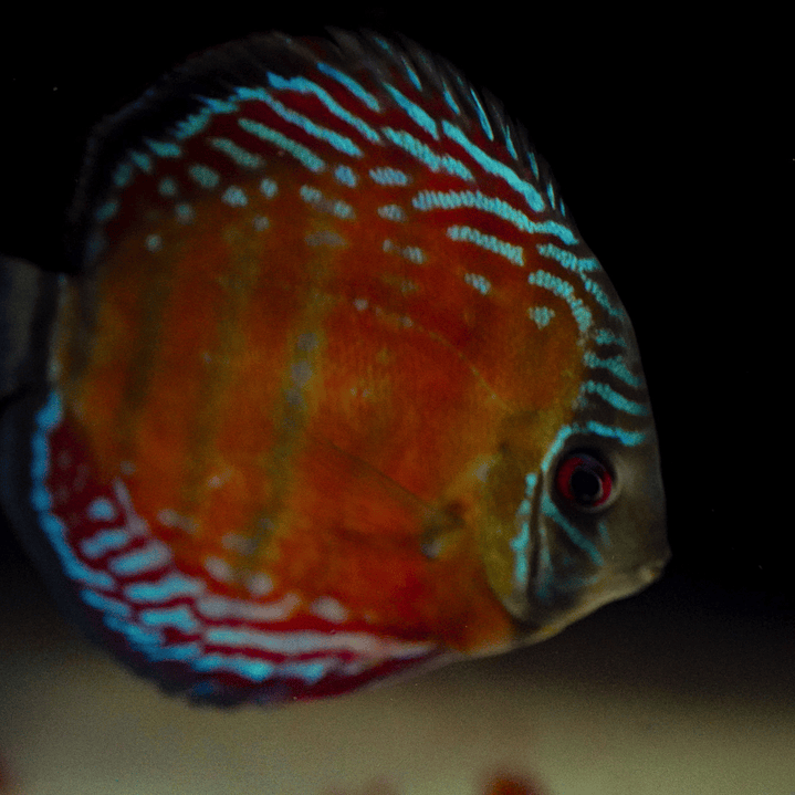 Barra Mansa Semi Royal 1