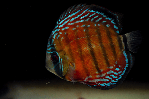 Barra Mansa Semi Royal