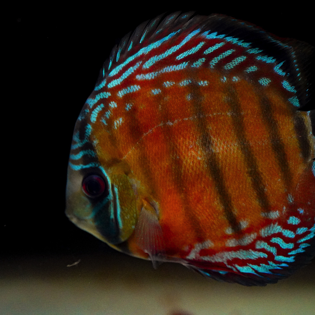 Barra Mansa Semi Royal 2