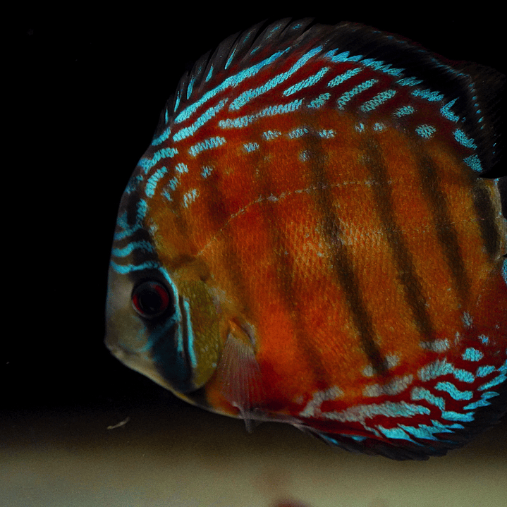 Barra Mansa Semi Royal 2