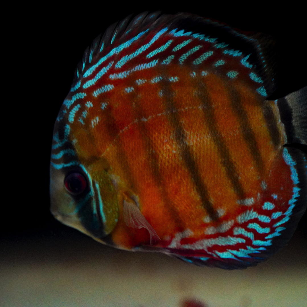 Barra Mansa Semi Royal 4