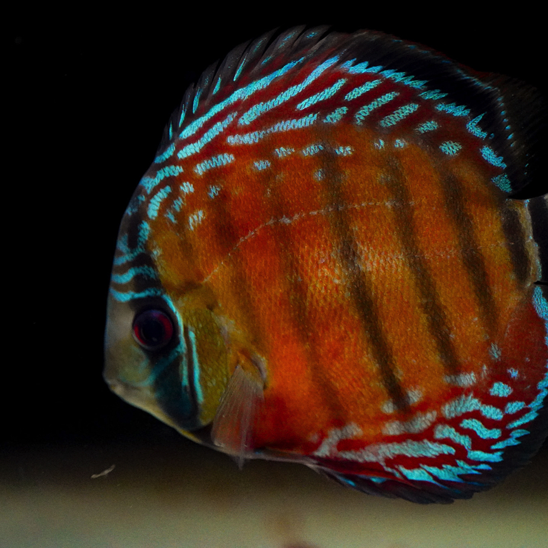 Barra Mansa Semi Royal 6