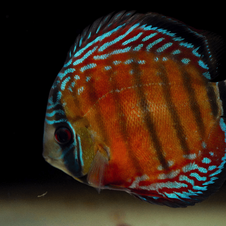 Barra Mansa Semi Royal 6