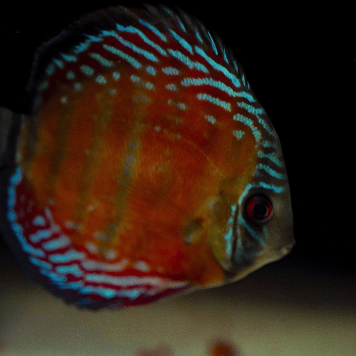 Barra Mansa Semi Royal 7