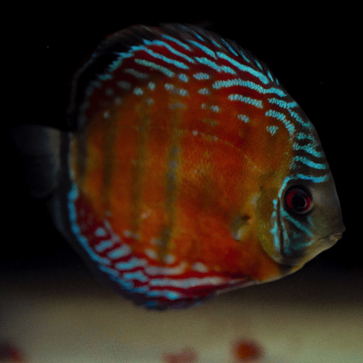 Barra Mansa Semi Royal 5