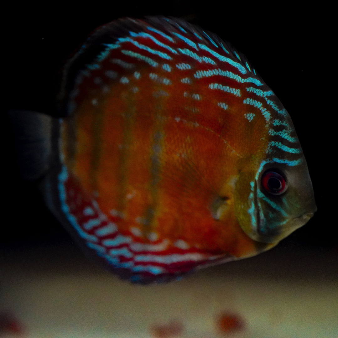 Barra Mansa Semi Royal 3