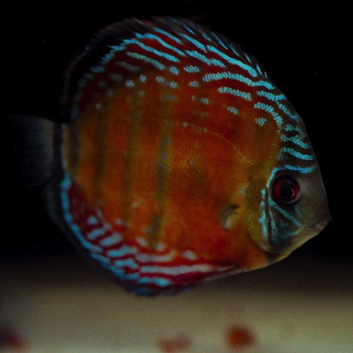 Barra Mansa Semi Royal 3