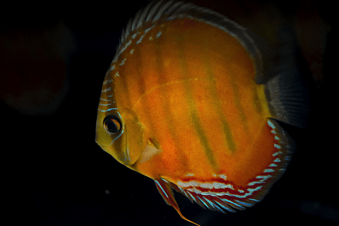 Barra Mansa Red Solid