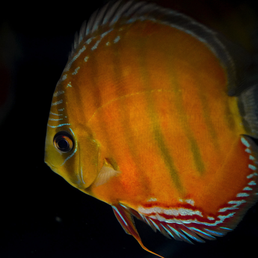 Barra Mansa Red Solid 1