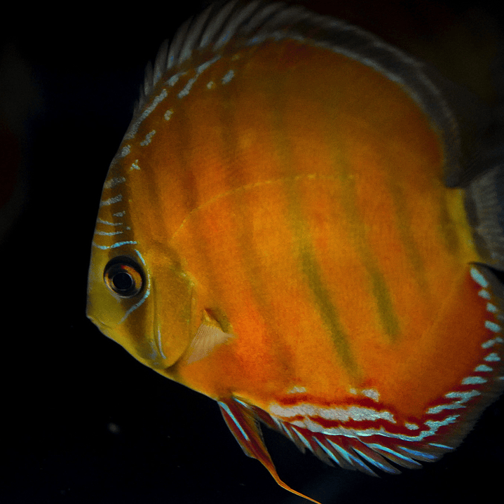 Barra Mansa Red Solid 1