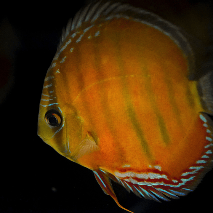 Barra Mansa Red Solid 3