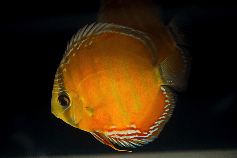 Barra Mansa Red Solid