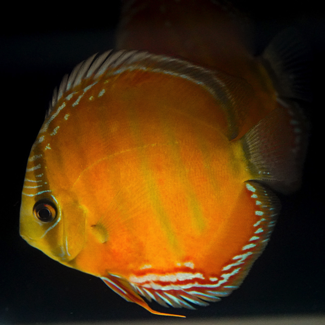 Barra Mansa Red Solid 4