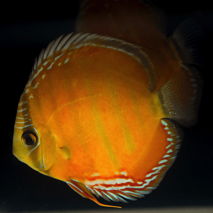 Barra Mansa Red Solid 4