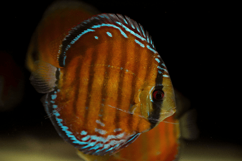 Barra Mansa Red Solid