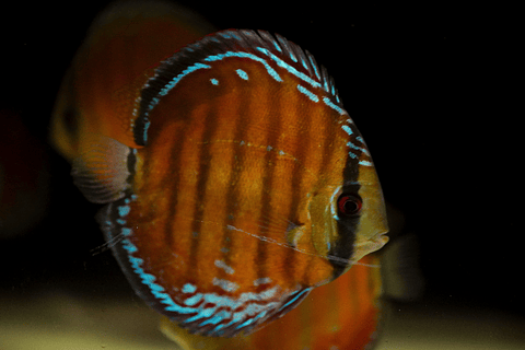 Barra Mansa Red Solid