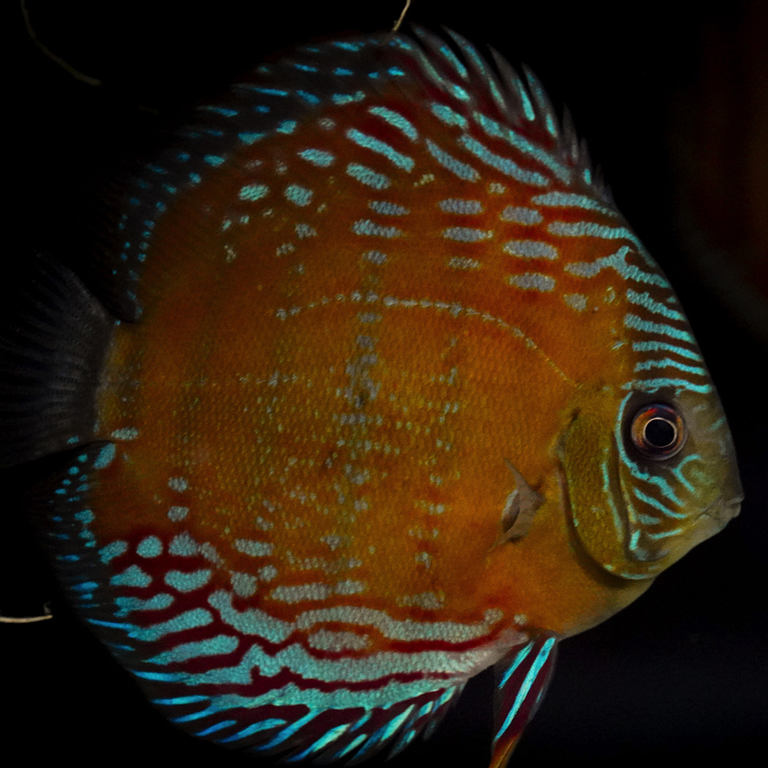 Semi Royal Cuipeua 1