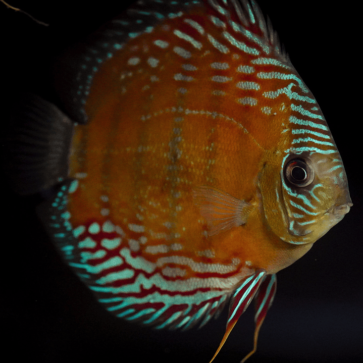 Semi Royal Cuipeua 4