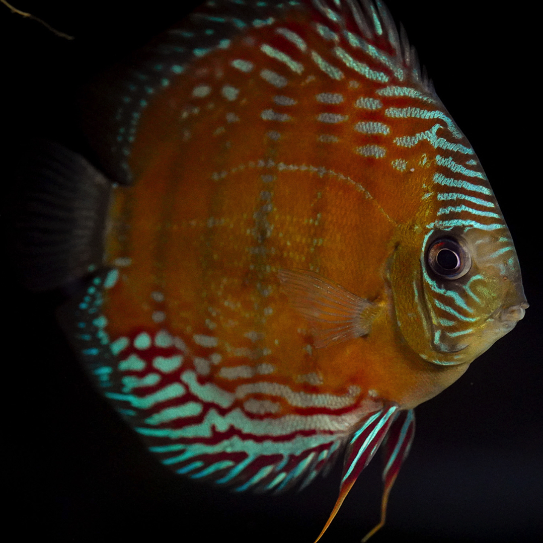 Semi Royal Cuipeua 5