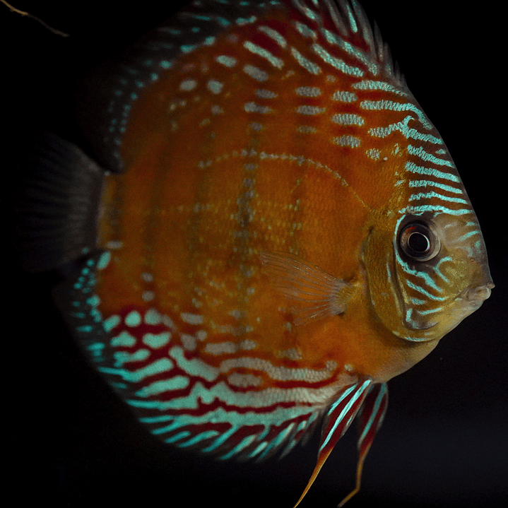 Semi Royal Cuipeua 5